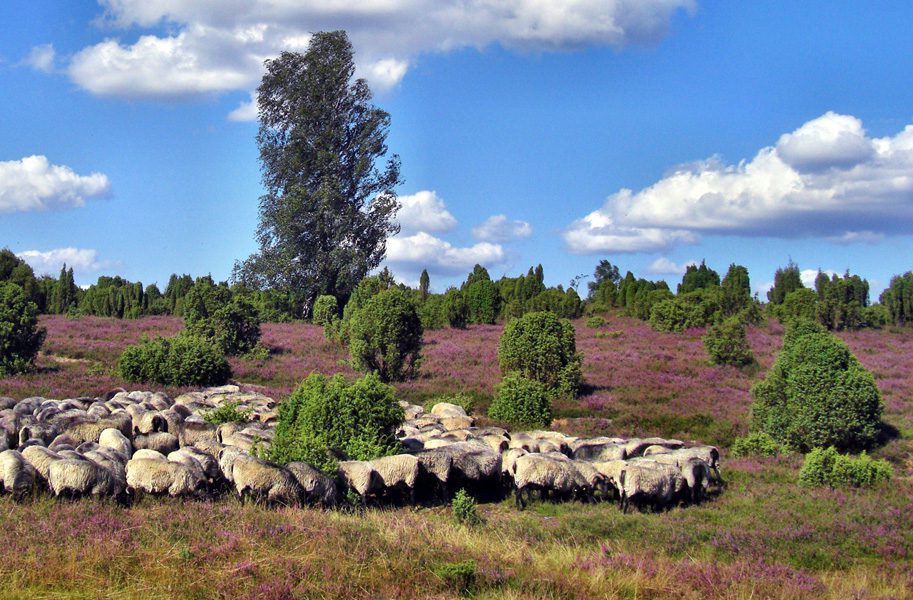 Ferienhaus L�neburger Heide