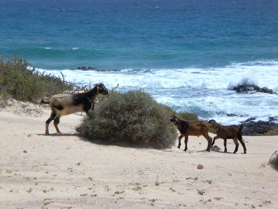 Ferienhaus Fuerteventura
