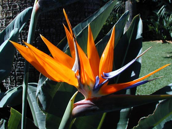 Ferienhaus Teneriffa